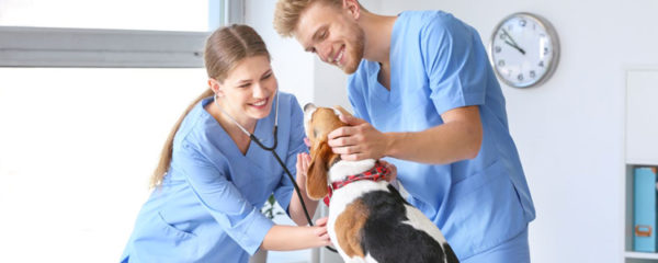 assurance santé chien